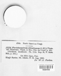 Peridermium abietinum image